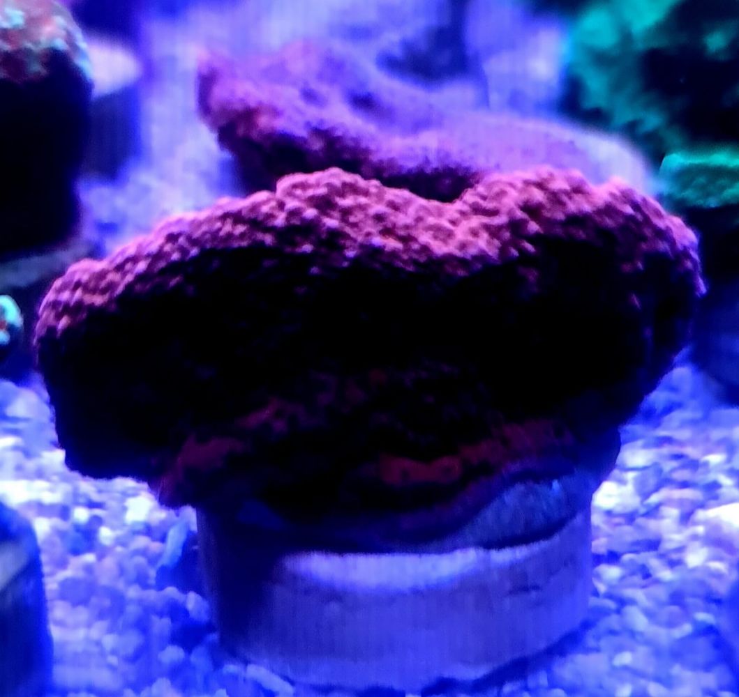 Itanhaem Coral Shop Montipora Capricornis Orange